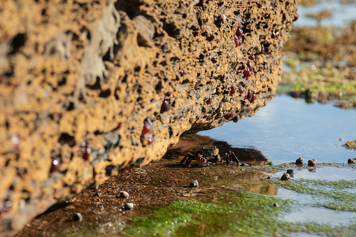 A Purple Rock Crab hiding in the rocks of a Australia beach.