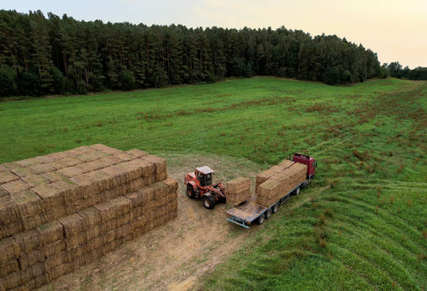istock Farmer unloading round bales of straw from Hay Trailer with a front end loader. Store hay at farm 1345639075