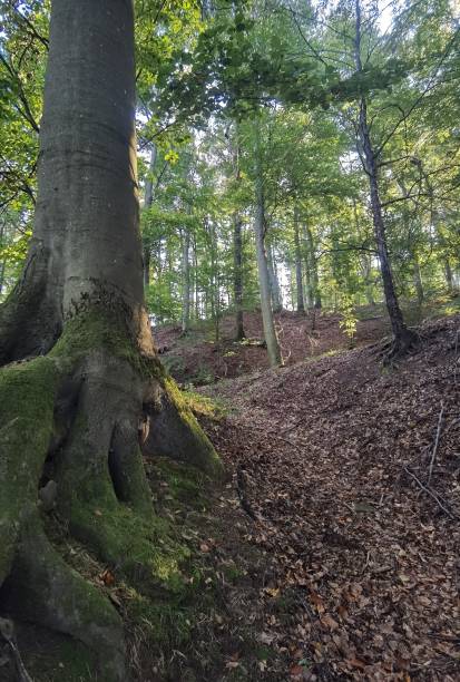 istock Autumn in the German Steigerwald 1345639804
