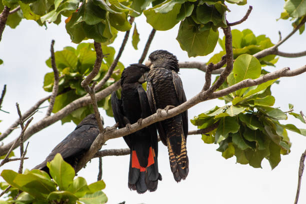 istock Couple of red tail black cackatoo 1345639821