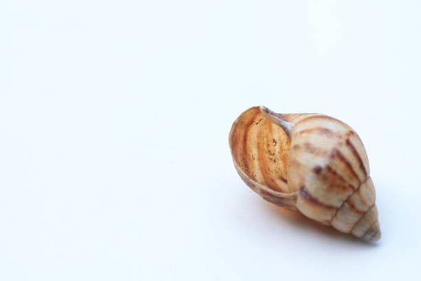 istock a rice field snail house 1345639881