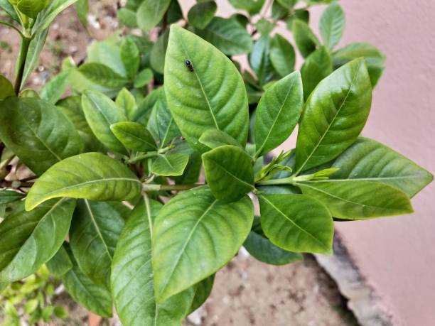 istock Portrait View of Small plant 1345640021