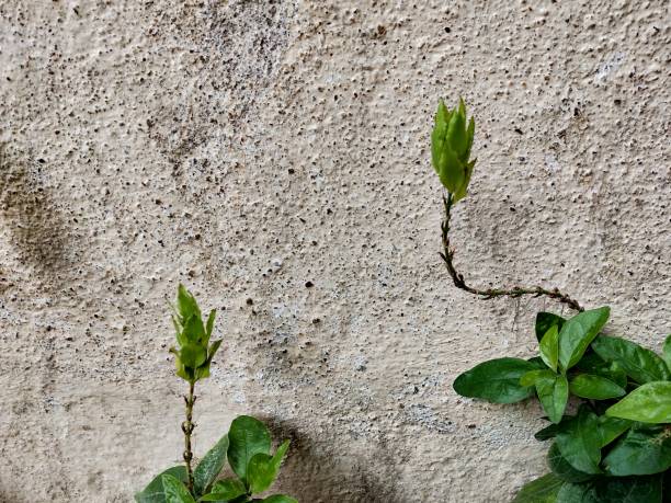 istock portrait view of crossandra plant 1345640032