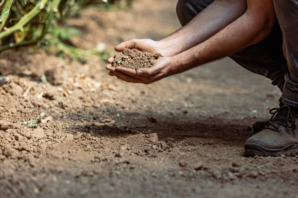 istock Farmer tests soil the growth quality of seedling 1345640176