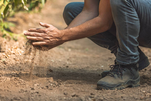 Close-up of farmer's hands holding dried soil Expert hand of farmer checks quality of soil before sowing earth in hands stock pictures, royalty-free photos & images