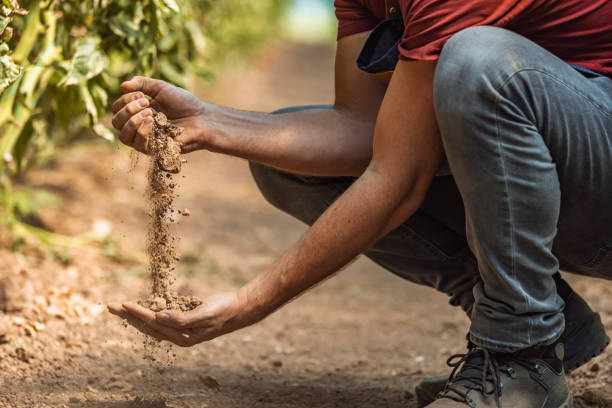istock Farmer examining earth on his farm 1345640225