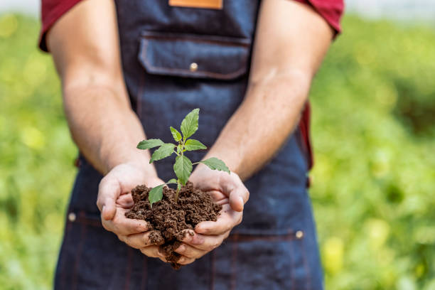 Male's hands holding young plant