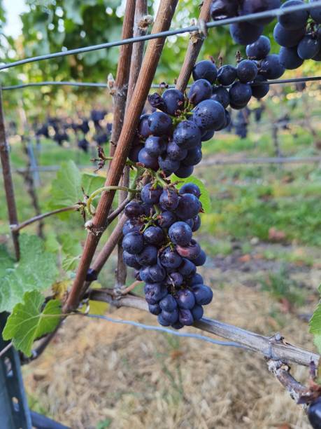 istock Closeup shot of fresh grapes 1345640501