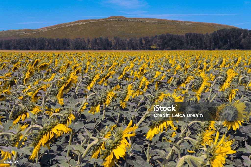 Sunflowers landscape summer. sunny field. Agriculture. Blue sky Agricultural Field Stock Photo