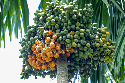 Areca or Betel nut ripe on tree.Areca catechu tree from Kerala
