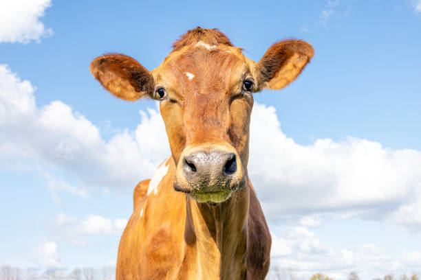 istock Jersey cow headshot looking friendly blue cloudy background 1345643663
