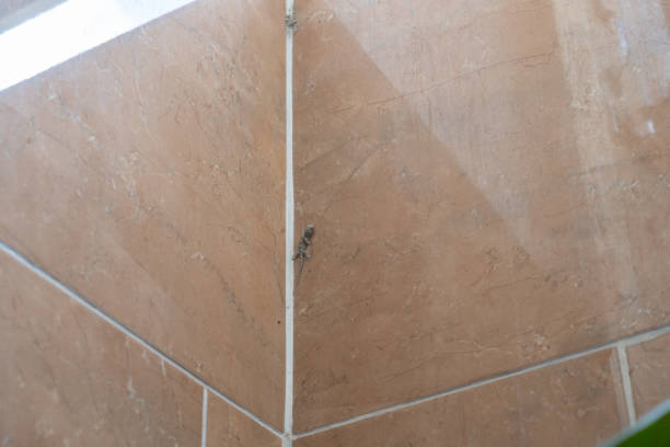 istock A small lizard, perched in a corner of the wall 1345644464