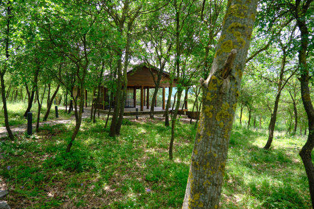 A forest house inside the forest covered by means of green grass.