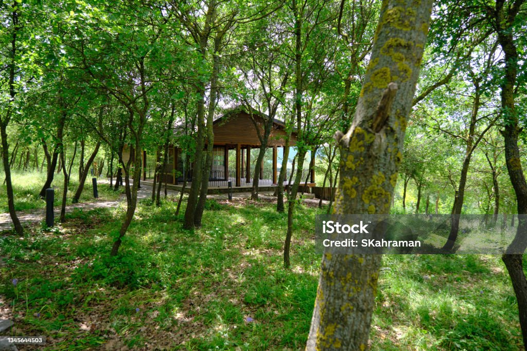 A forest house inside the forest covered by means of green grass. Architecture Stock Photo