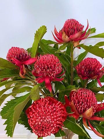 Vertical close up of vibrant red Australian native Waratah flower vase arrangement in bloom with green leaves against white wall