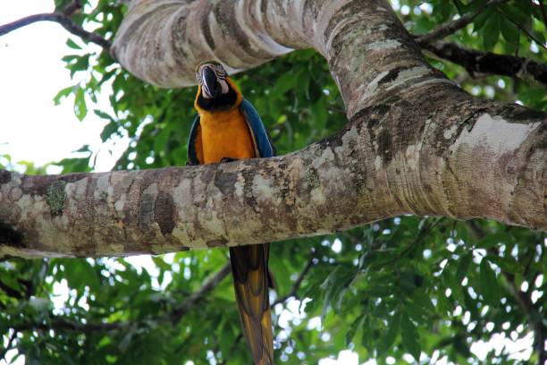 istock Yellow and blue parrot on a tree trunk, with blurred background, view from below in Bonito - Mato Grosso do Sul - Brazil. 1345645597