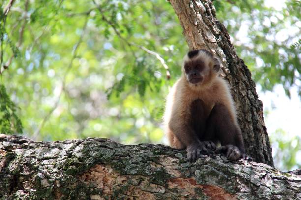 istock Monkey sitting on a tree trunk, with blurred background. Bonito - Mato Grosso do Sul - Brazil. 1345646100
