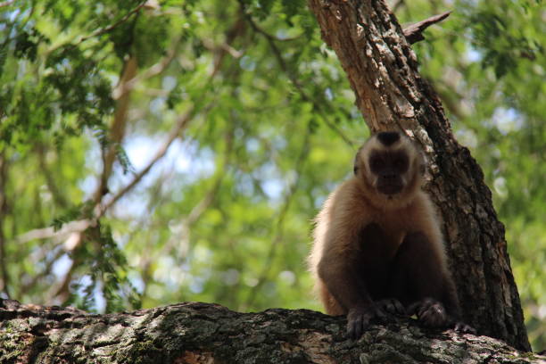 istock Monkey sitting on a tree trunk looking at the photographic camera with blurred background. Bonito - Mato Grosso do Sul - Brazil. 1345646102
