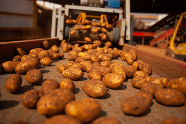 istock Potato Factory 1345647858