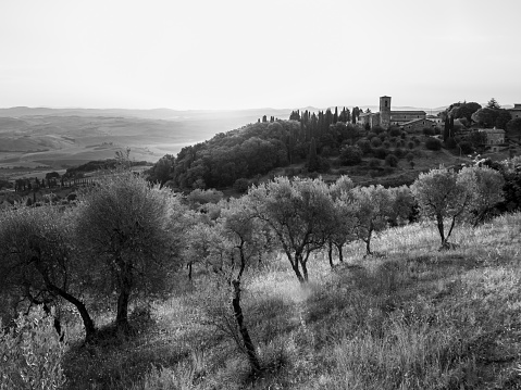 Olive Trees near Montalcino at the Convento dell'Osservanza in Tuscany, Italy in the Early Morning Black and White
