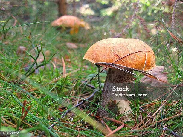 Seta En Gras Foto de stock y más banco de imágenes de Aire libre - Aire libre, Alimento, Boletus