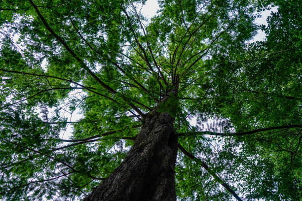 istock View into the treetop of a beautiful and large tree. 1345650190