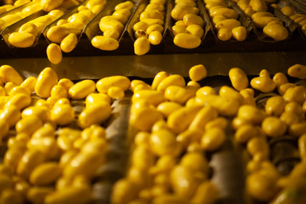 istock Potato Factory 1345650572