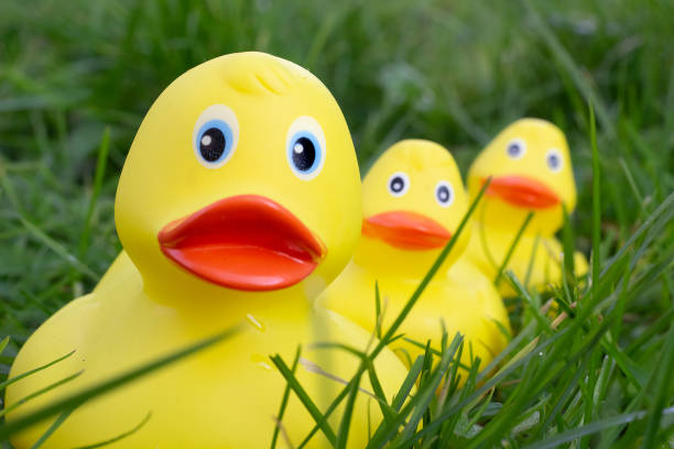 Rubber duck floating inside an open metal tin can on green grass, surreal outdoor still life blending playful summer toy with recycled packaging and subtle environmental contrast