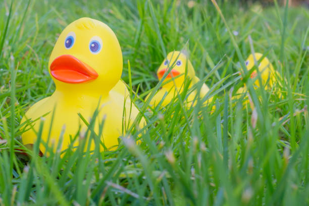 yellow ducks in the grass. concept design background with duckling toys for bath. - walking bird teamwork water bird imagens e fotografias de stock