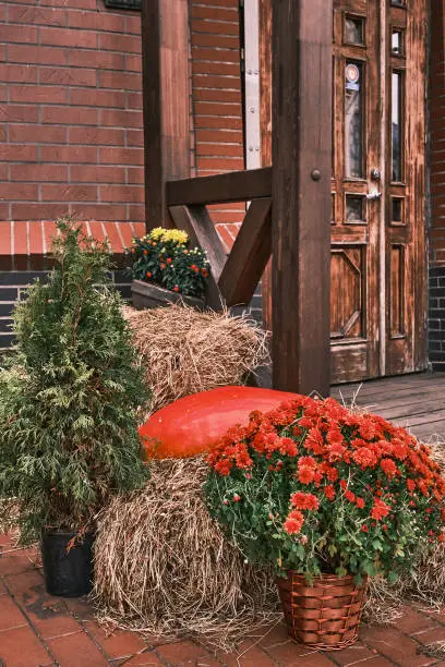 Autumn colorful composition with red-orange bouquet of chrysanthemums in pot, thuja, large pumpkin and hay at front door of house