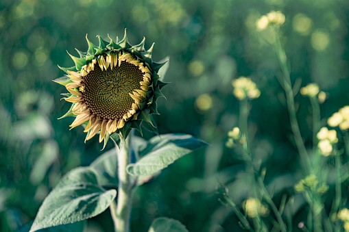 Morning sun lighting up a sunflower bud