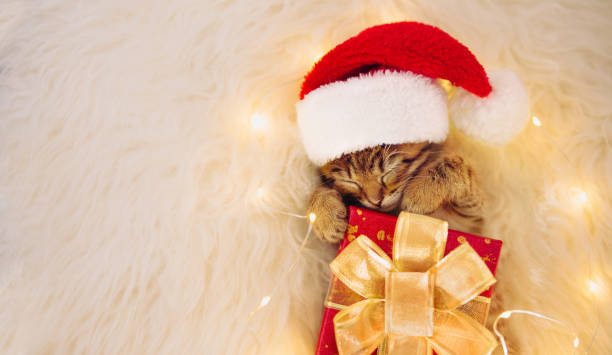 istock A kitten in a Santa hat is lying in an embrace with a gift 1345657566