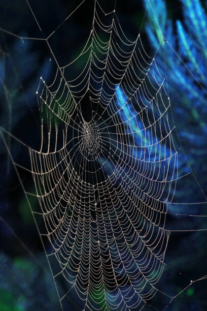 istock Close Up of a Spiders Cobweb on a Misty Dew Morning 1345657913
