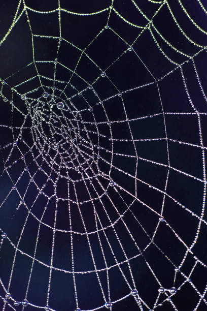 istock Close Up of a Spiders Cobweb on a Misty Dew Morning 1345657947