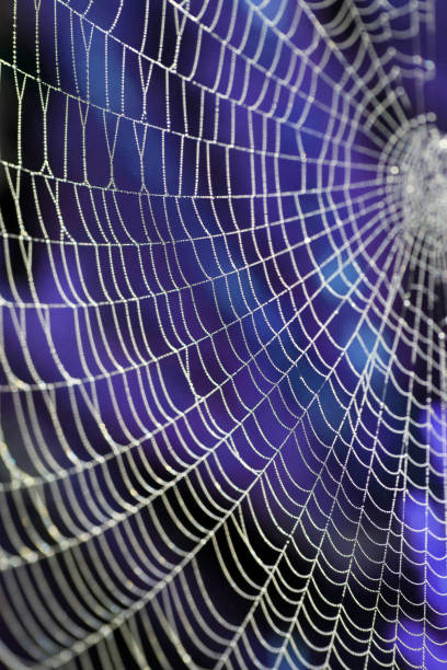 istock Close Up of a Spiders Cobweb on a Misty Dew Morning 1345658026