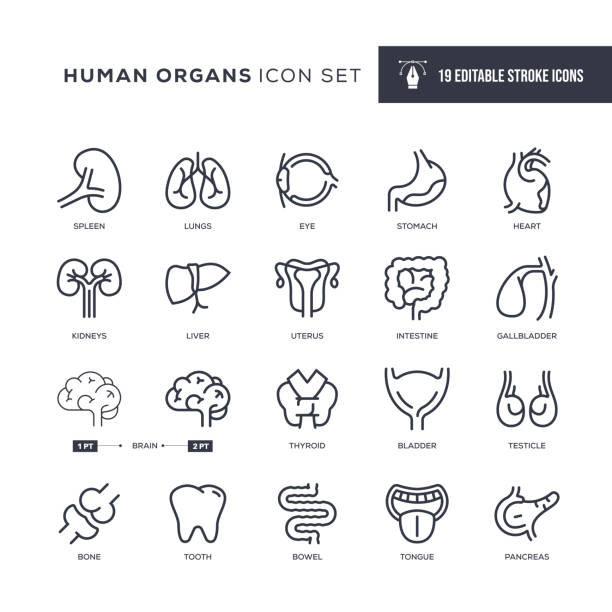 Human Organs Editable Stroke Line Icons 19 Human Organs Icons - Editable Stroke - Easy to edit and customize - You can easily customize the stroke width thyroid disease stock illustrations