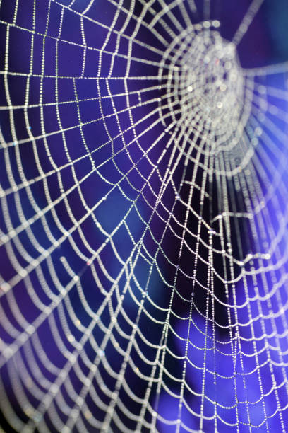 istock Close Up of a Spiders Cobweb on a Misty Dew Morning 1345658051