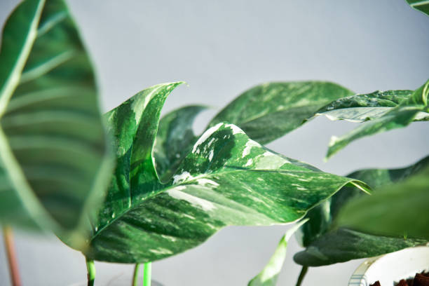 istock Close up green plants in nature. 1345658052