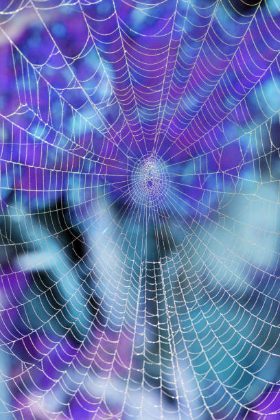 istock Close Up of a Spiders Cobweb on a Misty Dew Morning 1345658092