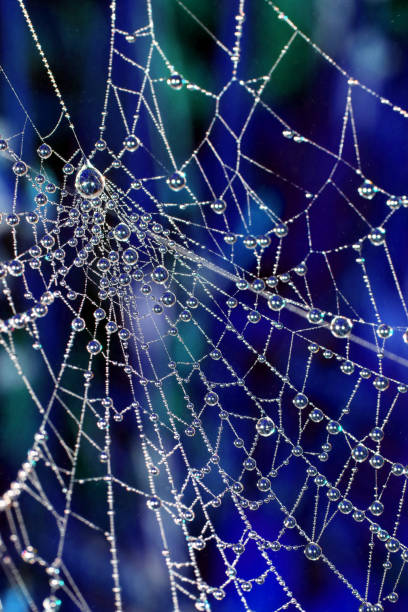 istock Close Up of a Spiders Cobweb on a Misty Dew Morning 1345658661