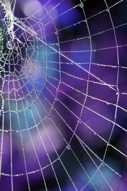 istock Close Up of a Spiders Cobweb on a Misty Dew Morning 1345658677