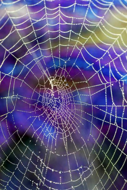 istock Close Up of a Spiders Cobweb on a Misty Dew Morning 1345658732