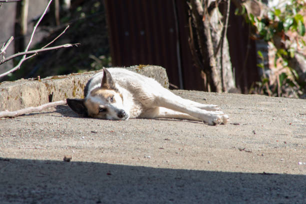 white black one eye open dog lying on concrete
