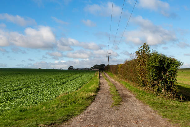 가을에 서식스에서 자라는 녹색 작물 - dirt road national park south downs footpath 뉴스 사진 이미지