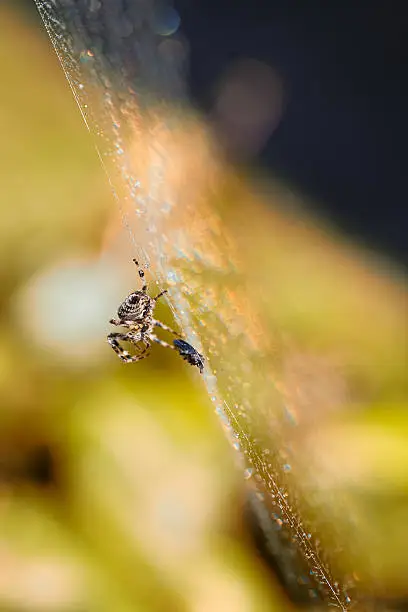 Garden orb weaver spider and its prey