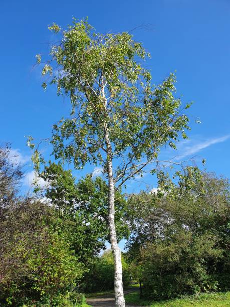 betula pendula roth tree - silver birch tree imagens e fotografias de stock