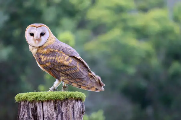 Photo of Barn Owl from South Africa sitting on a tree stump in a sanctuary in the Garden Route