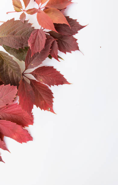 istock Red autumn leaves on a white and light pink background. 1345661910