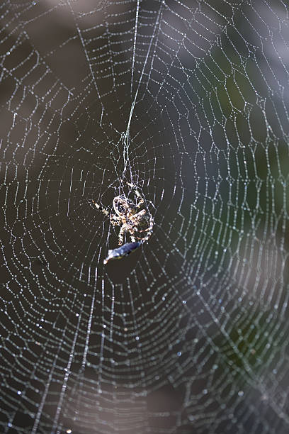 istock Garden orb weaver spider and its prey 134566238