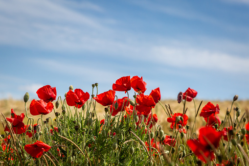 Poppies in Bloom at the Edge of Farmland, on a Sunny Summers Day